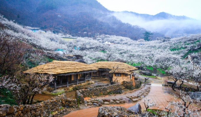 Spring Special: Gwangyang Plum Blossom (Maehwa) Festival & Jeonju Hanok Village 1 Day Tour - from Seoul (Mar 10~21)